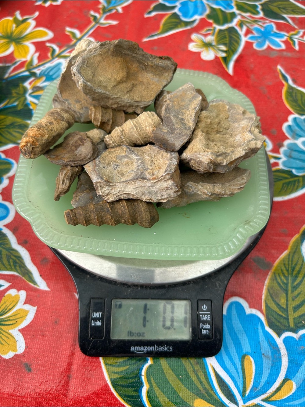 Lot of fossil Miocene era shells 1lb